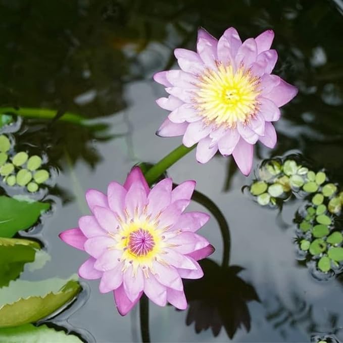Mainam Purple Nymphaea Alin Live Aquarium Plant Tropical Water Lilies Tuber for Freshwater Fish Pond Balcony