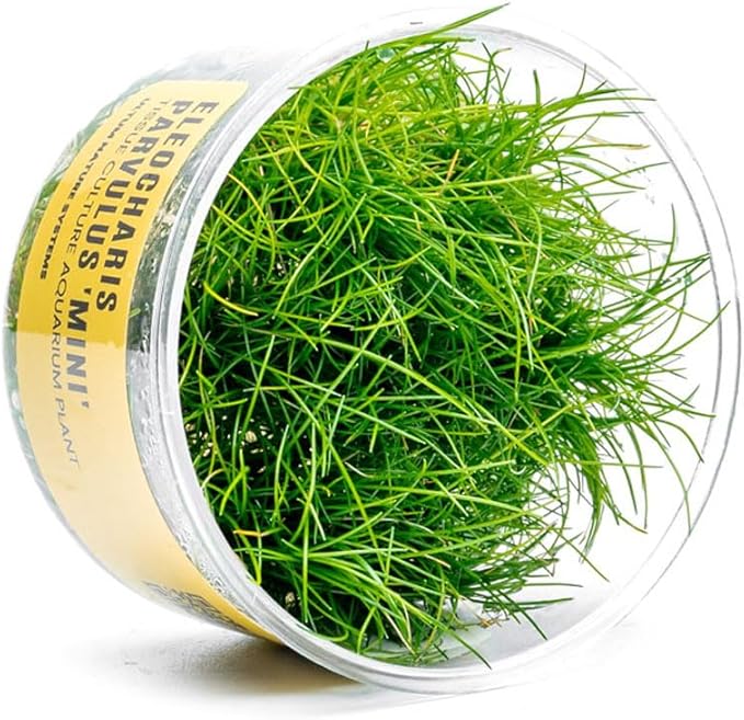 Ultum Nature Systems Mini Dwarf Hair Grass Eleocharis Parvulus Tissue Culture Live Plant for Aquarium, Aquascape, Freshwater Fish Tanks - 100% Snail Free in Vitro