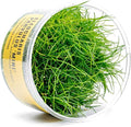Ultum Nature Systems Mini Dwarf Hair Grass Eleocharis Parvulus Tissue Culture Live Plant for Aquarium, Aquascape, Freshwater Fish Tanks - 100% Snail Free in Vitro