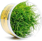 Ultum Nature Systems Mini Dwarf Hair Grass Eleocharis Parvulus Tissue Culture Live Plant for Aquarium, Aquascape, Freshwater Fish Tanks - 100% Snail Free in Vitro