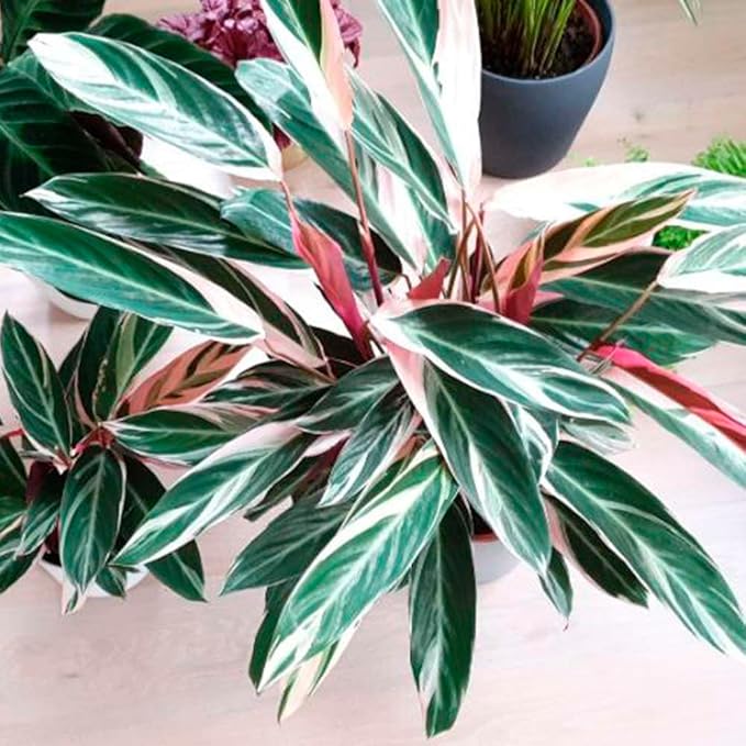 Stromanthe 'Triostar' Live Plant for Indoor | Different Houseplants in 4'' & 6'' Pot | Real House Plant for Living Room, Office, Desk & Bathroom | Triostar | Magenta Triostar