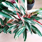 Stromanthe 'Triostar' Live Plant for Indoor | Different Houseplants in 4'' & 6'' Pot | Real House Plant for Living Room, Office, Desk & Bathroom | Triostar | Magenta Triostar