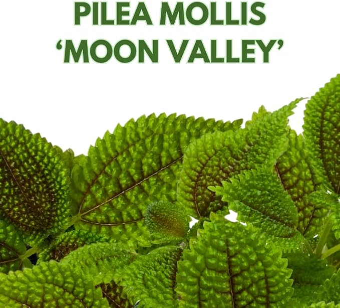 BubbleBlooms Pilea Mollis Moon Valley in a 4 inch Pot Friendship Plant