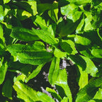Culantro Plant Live, Culantro Plant for Garden, Indoor Outdoor Plant, Outdoor Vegetable Plant Bareroot, 3 Inches Tall, Green