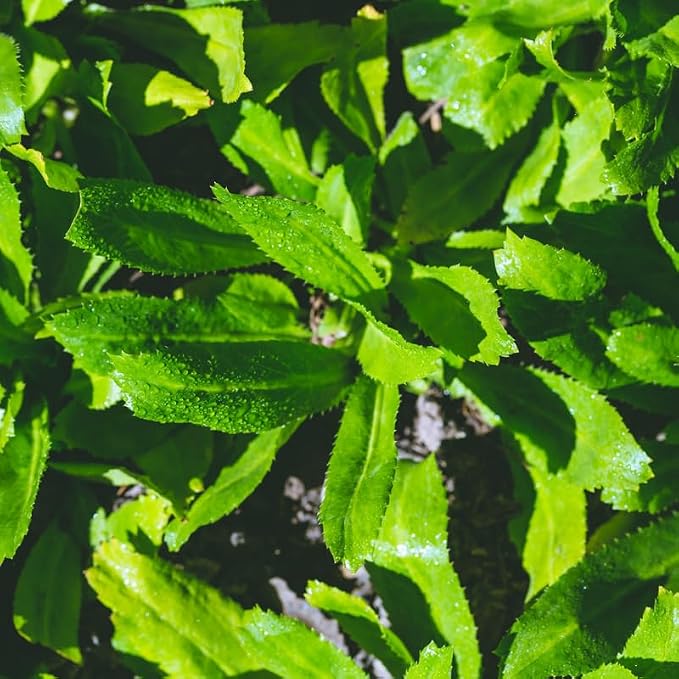 Culantro Plant Live, Culantro Plant for Garden, Indoor Outdoor Plant, Outdoor Vegetable Plant Bareroot, 3 Inches Tall, Green