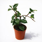 Live Jasmine Minima Plant in 2'' Pot – Dwarf Fragrant Jasmine Ideal for Small Spaces, Indoor Decor & Gift Giving (Heat Pack Included)