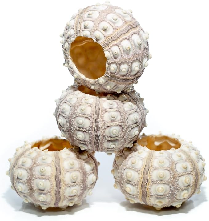 Nautical Crush Trading Sea Urchins Shells for Air Plants - 4 Purple Sputnik (1.5-3") Sea Urchin Shells - Hanging Air Plant Holder - Air Plants Live Holders - Air Plant Pot - No Plants Included