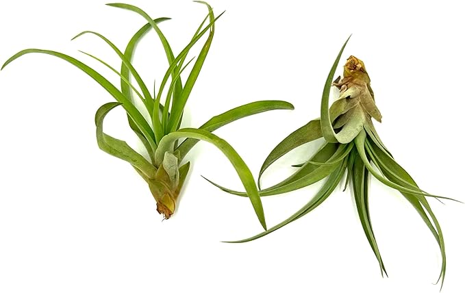 ragnaroc Air Plants - Tillandsia Capitata (Peach), Large 5-7” - 2 ct - Live Arrival Guaranteed - House Plants for Home Decor & Gift