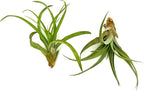 ragnaroc Air Plants - Tillandsia Capitata (Peach), Large 5-7” - 2 ct - Live Arrival Guaranteed - House Plants for Home Decor & Gift