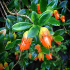 Goldfish Plants Live in 4 Inches Pot, Orange Goldfish Flower Plant, Live Houseplants Succulent for Hanging Basket, Well Rooted, 4-7 Inches Tall