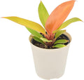 Arcadia Garden Products Live Prince of Orange Philodendron Rare Indoor Houseplant in Plastic Pot, Tropical Plant Collector Gift for Home and Garden Decor, 4-inch, Beige