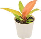 Arcadia Garden Products Live Prince of Orange Philodendron Rare Indoor Houseplant in Plastic Pot, Tropical Plant Collector Gift for Home and Garden Decor, 4-inch, Beige