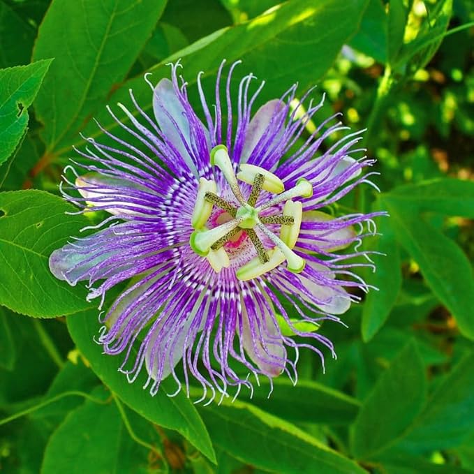 Light Lavender Passion Flower Plant Live, Passiflora Flowering Vine, Trailing Passion Flowers 4 to 8 Inch Tall