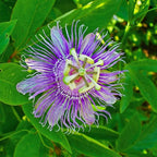 Light Lavender Passion Flower Plant Live, Passiflora Flowering Vine, Trailing Passion Flowers 4 to 8 Inch Tall
