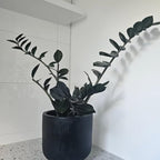 Black ZZ Plant Live, Rare Tropical ZZ Houseplant in 3'' Pot, ZZ Plant for Living Room, Office