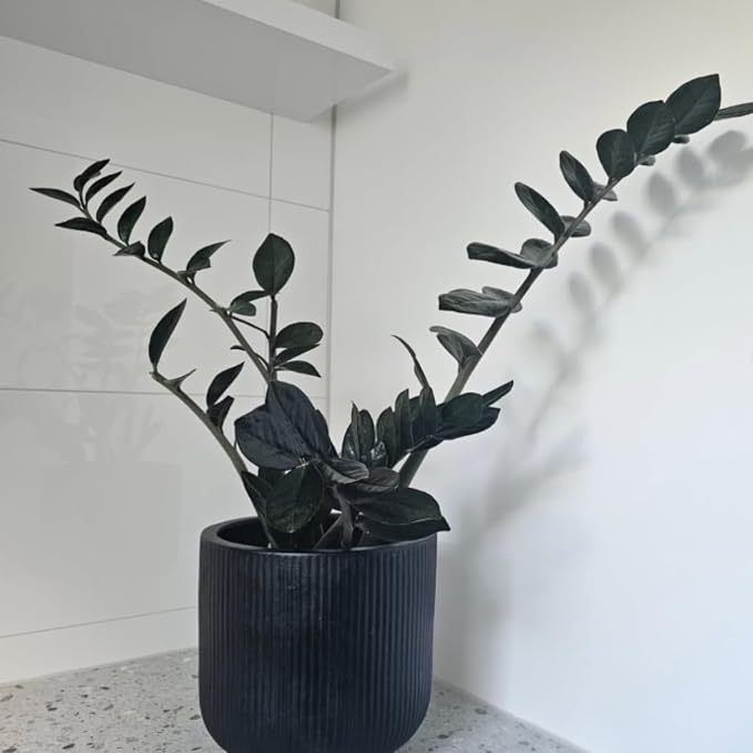 Black ZZ Plant Live, Rare Tropical ZZ Houseplant in 3'' Pot, ZZ Plant for Living Room, Office