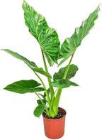 Tropical Plants of Florida Alocasia Borneo Giant Live Plant 3 Gallon 10 Inch Nursery Pot, 36 to 44 Inch Tall Elephant Ear Plant, Large Tropical Indoor Outdoor Foliage