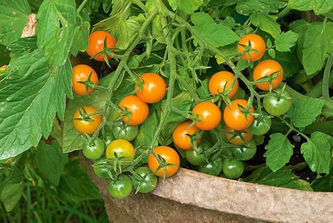 Sun Gold Cherry Tomato Plants, Two (2) Live Plants, Non-GMO, Indeterminate, Orange-Yellow Cherry, 4" to 6" Tall