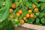 Sun Gold Cherry Tomato Plants, Two (2) Live Plants, Non-GMO, Indeterminate, Orange-Yellow Cherry, 4" to 6" Tall