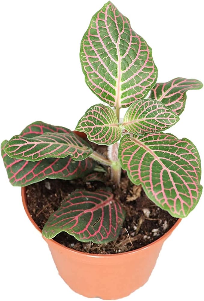 Pink Fittonia - 3" from California Tropicals