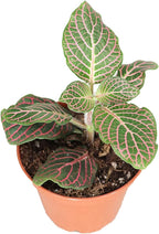 Pink Fittonia - 3" from California Tropicals