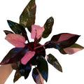 Philodendron Black Cherry Pink Princess, Indoor Plant, Variegated Leaves, Black-Pink-Cherry Colors, 4 Inch Planter, Bright Indirect Light, Live Plant