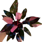 Philodendron Black Cherry Pink Princess, Indoor Plant, Variegated Leaves, Black-Pink-Cherry Colors, 4 Inch Planter, Bright Indirect Light, Live Plant