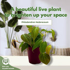 BubbleBlooms Philodendron Micans Hederaceum in a 4 inch Pot Heart-Leaf Philo, Sweetheart Plant