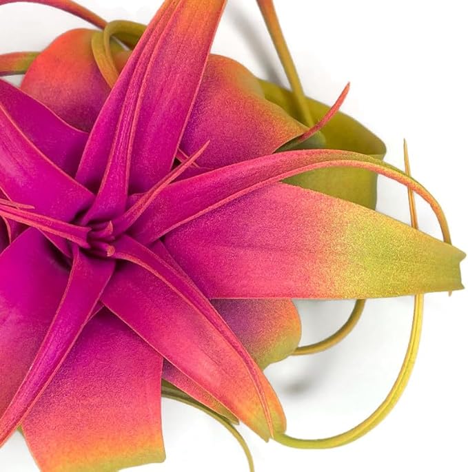 XL Xerographica Colored Air Plant, Live Tillandsia House Plant, Easy Care Indoor Outdoor, Great Gift, Healthy Arrival Guaranteed (Rainbow #3)