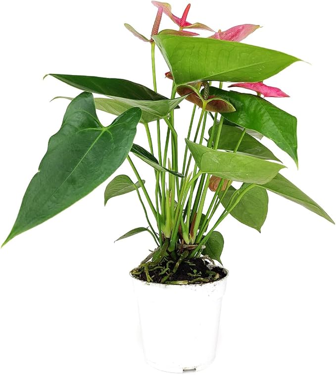 Live Indoor Flowering Houseplants, Anthurium Pink in 4" Grower Pot, Easy Care Houseplants