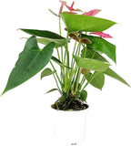 Live Indoor Flowering Houseplants, Anthurium Pink in 4" Grower Pot, Easy Care Houseplants