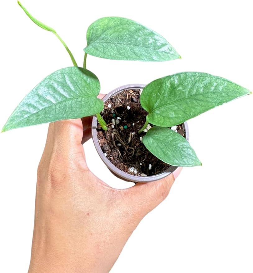 PLANTVERS Cebu Blue Pothos Live Plant – Epipremnum Pinnatum – Cebu Blue Live Vining Plant – Low Light Indoor Houseplant – Easy Tropical Climbing Plant – Air Purifying Indoor Plant (2" Nursery Pot)