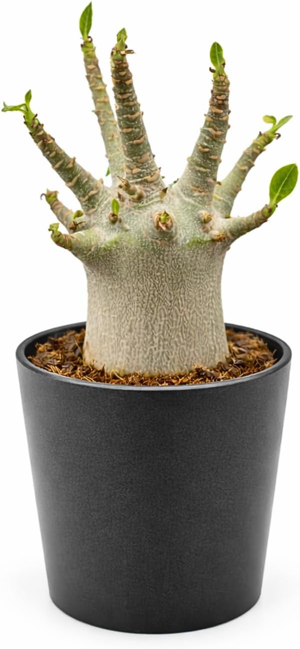 Rare Adenium Arabicum Godji Live Plant – Desert Rose Succulent – Thick Caudex Bonsai Plant – Drought Tolerant Exotic Houseplant