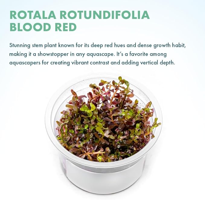 SubstrateSource Live Plant - Rotala Rotundifolia Blood Red (Rotala rotundifolia) - Midground to Background Stem, Snail-Free in Vitro Aquarium Plant - Tissue Culture