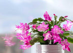 American Plant Exchange Live Christmas Cactus – 4-Inch Pot Cover – Easy Care Flowering Succulent with Festive Blooms for Holiday Home Décor, Kitchens, Offices, Patios & Indoor Displays