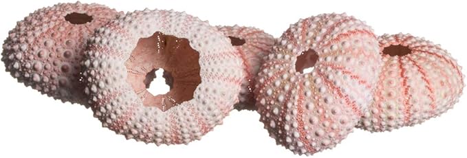 Nautical Crush Trading Sea Urchins Shells for Air Plants - 5 Pink (1-2") Sea Urchin Shells - Hanging Air Plant Holder - Air Plants Live Holders - No Plants Included