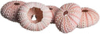 Nautical Crush Trading Sea Urchins Shells for Air Plants - 5 Pink (1-2") Sea Urchin Shells - Hanging Air Plant Holder - Air Plants Live Holders - No Plants Included