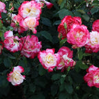 Rose Live Plant, Roses Flower Plant, Fragrant Flower for Planting, 4-6 Inches Tall, Bush Shrub Plants, Well Rooted, Ready to Grow (Pink White Rose)