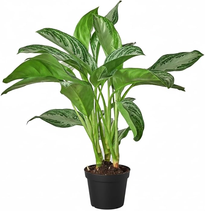 Chinese Evergreen 'Silver Bay' (6 inch) - Lucky Houseplants - 4/6 inch Unique Live Decorative Houseplants - Easy to Care Indoor Plants, Perfect for Office, Home & Feng Shui Decor