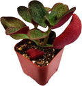 Live Succulent Cactus Plants from USKC (2" Pot) (Crassula Streyi 'Pondo Cliff')