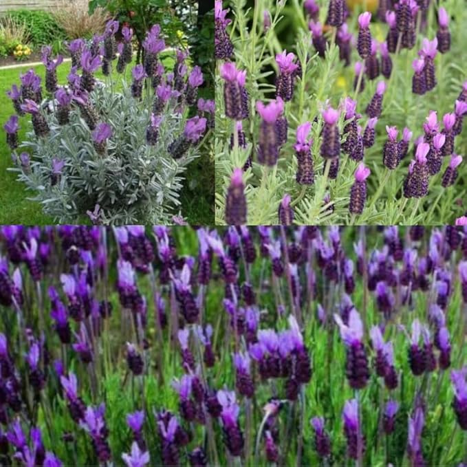 4 Lavender Plants Live Starter Plants 4-6" in Tall, Hardy Perennial Lavender for Garden and Landscape with Fragrant Purple Blooms, No Pot (Blue)