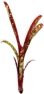 ragnaroc Live Plants – Bromeliad Billbergia Casa Blanca Bare Root, Giant 8-12" - 1ct - Live Arrival Guaranteed - House Plants for Home Decor & Gift