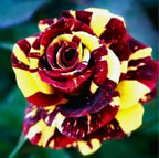 100PCS Mix Rose Seeds Mixed Varieties and Colors Cold Resistant Open-Pollinating Perennial Bloom in Spring Flower Seeds