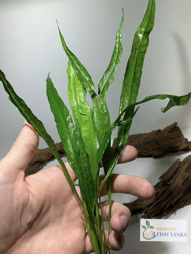 Marcus Fish Tanks - Live Aquarium Plant Variety Pack Amazon Sword Java Moss Anacharis Ludwigia Java Fern and More