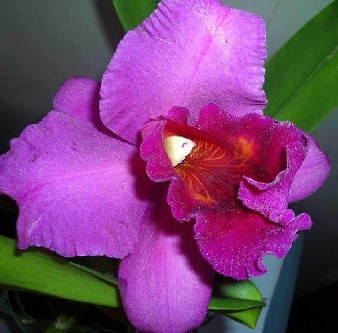 Hawaiian Cattleya Orchid Starter Plant - 6 - 10 Inches Tall, Planted in 2 Inch Pot - no Bloom - Discount HawaiianGIft