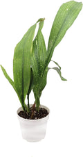Aspidistra Milky Way Cast Iron Plant | 4 inch | Tropical Ambiance