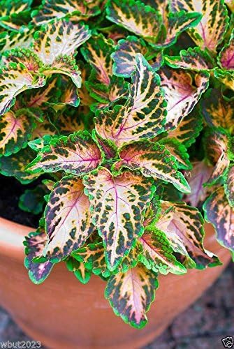 Coleus Wizard Mosaic,Annual Flowers Seed,Easy To Grow, Shade Loving Plant !(100 Seeds)
