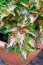 Coleus Wizard Mosaic,Annual Flowers Seed,Easy To Grow, Shade Loving Plant !(100 Seeds)
