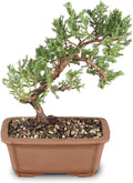 Brussel's Bonsai - Live Green Mound Juniper Bonsai Tree, Outdoor Bonsai Tree Live Plant, Medium Bonsai for Patio Garden Décor, Easy Care Evergreen Bonsai (Medium)