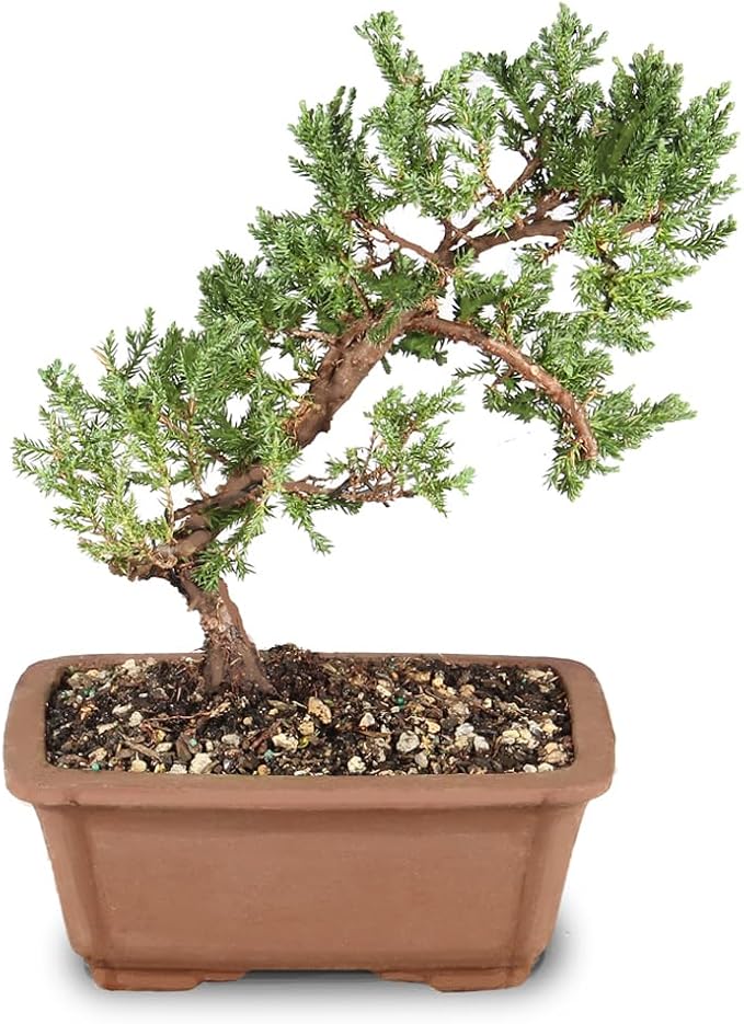 Brussel's Bonsai - Live Green Mound Juniper Bonsai Tree, Outdoor Bonsai Tree Live Plant, Medium Bonsai for Patio Garden Décor, Easy Care Evergreen Bonsai (Medium)